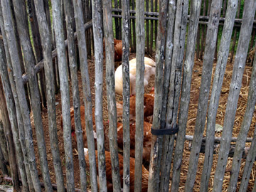 Raising Hens at the Mazerolle House