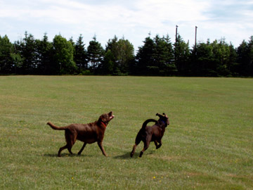 Chessey and Sadie Running in the field at Bayside RV Campground