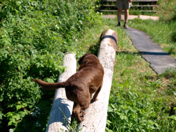 Chessey the dog crossing a log, Bridgetown, NS