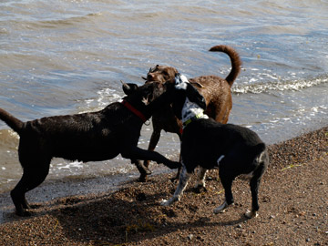 Chessey, Sadie and Teddy enjoying the beach at belledune