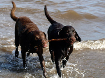 Chessey and Sadie in the water with a stick